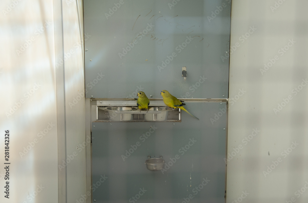 View of Parrots in the breeding cage place thoroughbred bird species parrots ...