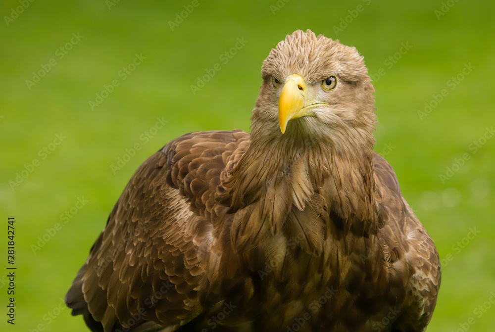 Close up head and shoulders of a magnificent White Tailed Sea Eagle (Haliaeetus albicilla) bird of prey Close up head and shoulders of a magnificent White Tailed Sea Eagle (Haliaeetus albicilla) bird of prey