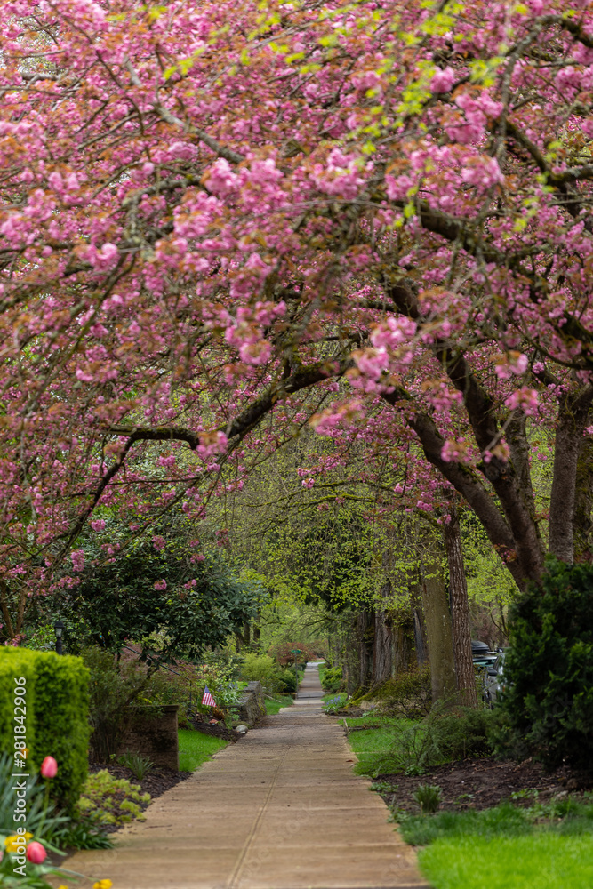Tree Lined Sidewalk Tree Lined Sidewalk