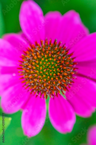 Closeup of purple coneflower in garden