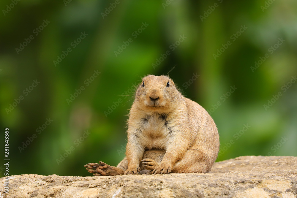 Prairie Dog (Cynomys ludovicianus) sitting on a rock as lookout in the summer sunshine Prairie Dog (Cynomys ludovicianus) sitting on a rock as lookout in the summer sunshine