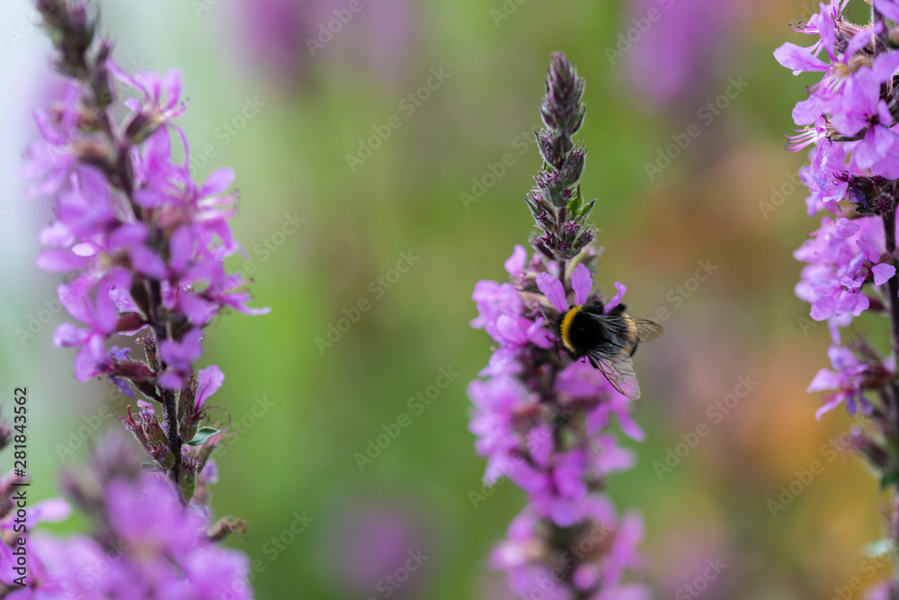 a bumblebee on a flower a bumblebee on a flower