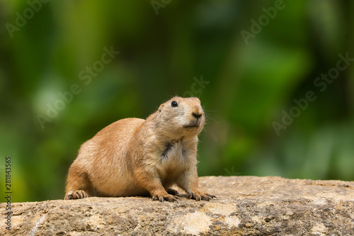 Prairie Dog (Cynomys ludovicianus) sitting on a rock as lookout in the summer sunshine © Helen Davies