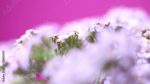 Close Up Of Rotating White Wildflowers On Pink Background. photo