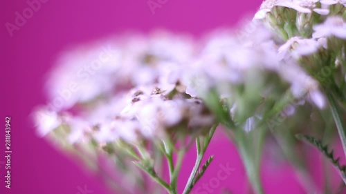 Close Up Of Rotating White Wildflowers On Pink Background. photo