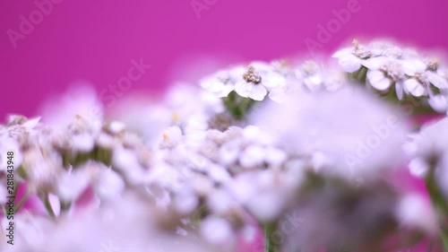 Close Up Of Rotating White Wildflowers On Pink Background. photo