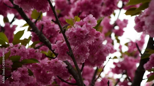 Wallpaper Mural Nice sakura tree flowers nature spring outdoor awakening 4k video macro Torontodigital.ca