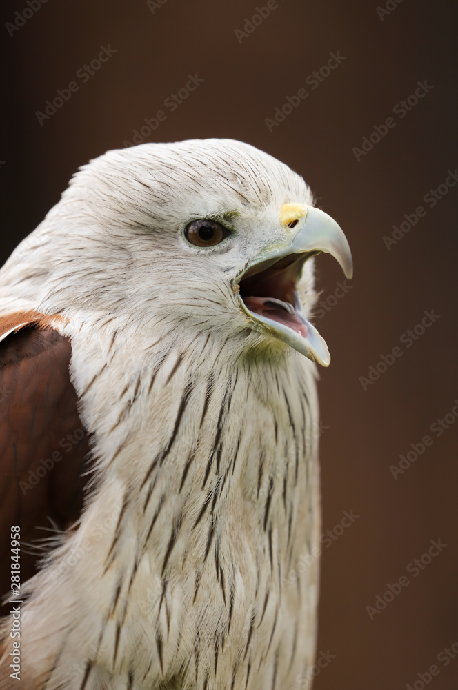 Obraz premium Close up head and shoulders portrait of a Brahminy Kite (haliastur indus) bird of prey isolated against a black background
