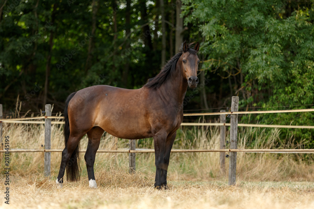 Fototapeta premium Braunes Pferd