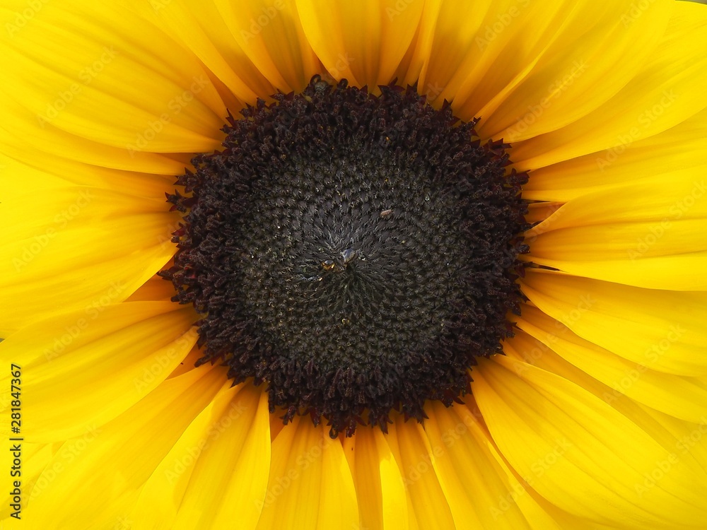 Obraz premium Sunflower Heart