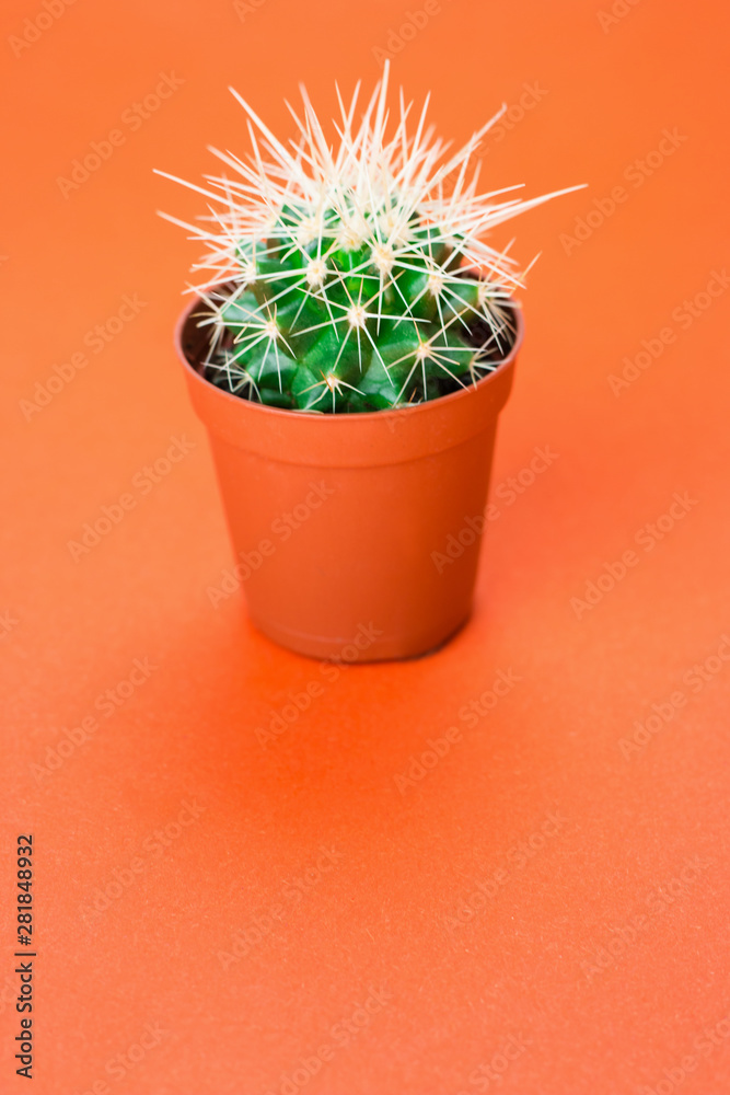 Small green cactus in orange pot on orange background Small green cactus in orange pot on orange background