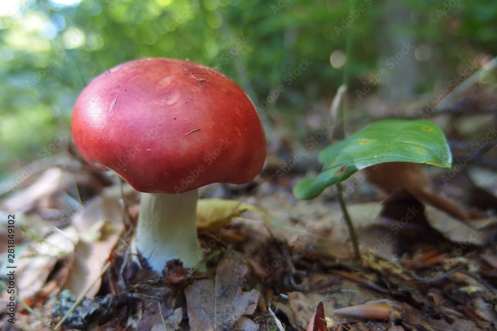 Russula paludosa - red forest mushroom. It is edible.  Yet it may easily be mistaken for Russula emetica, which is poisonous and Russula nobilis.