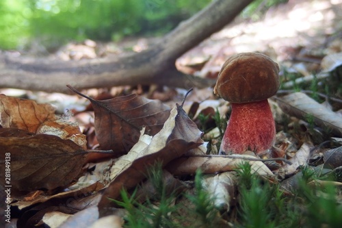 Young Boletus luridiformis commonly known as the scarletina bolete - edible tasty mushroom