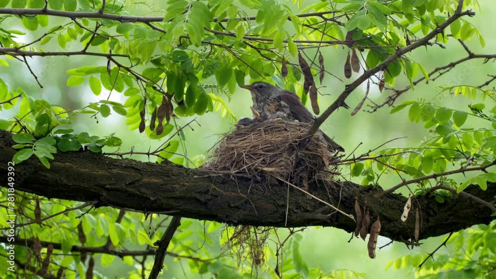 Fieldfare (Turdus pilaris) warming up chicks in nest Fieldfare (Turdus pilaris) warming up chicks in nest