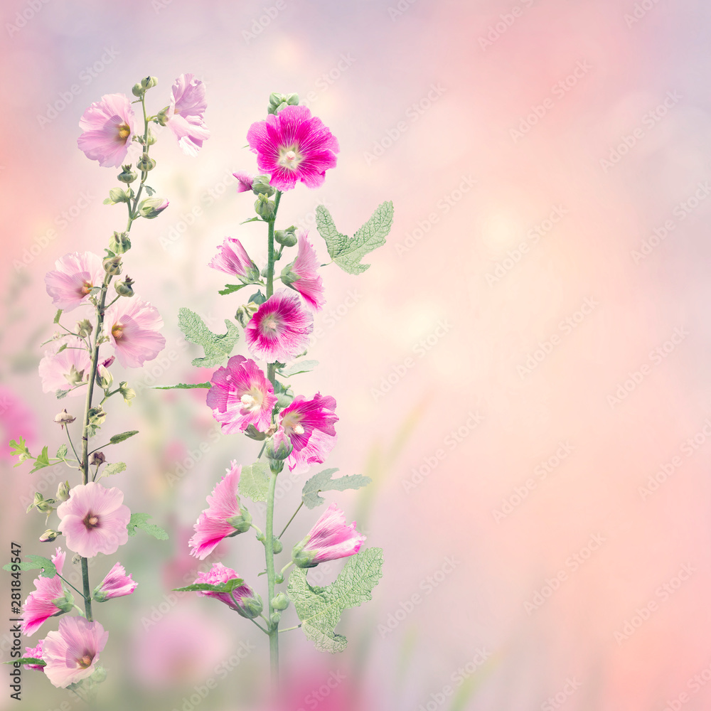 Hollyhock flowers blooming in the garden