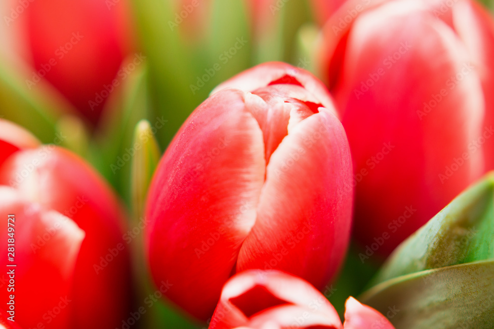 The bouquet of red tulips on brown background. The bouquet of red tulips on brown background.