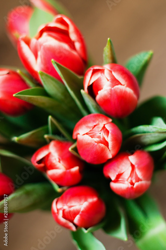 The bouquet of red tulips on brown background.