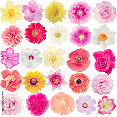 Many different flowers isolated on white