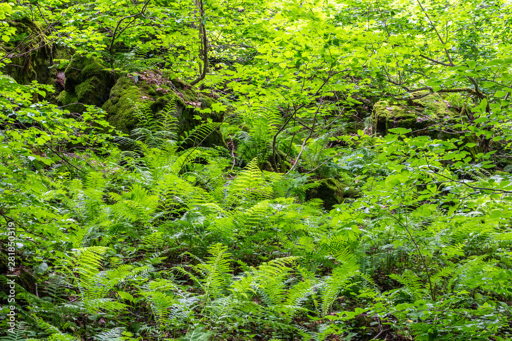 Pteridium aquilinum or bracken, brake or common bracken, also known as eagle fern, and Eastern brakenfern