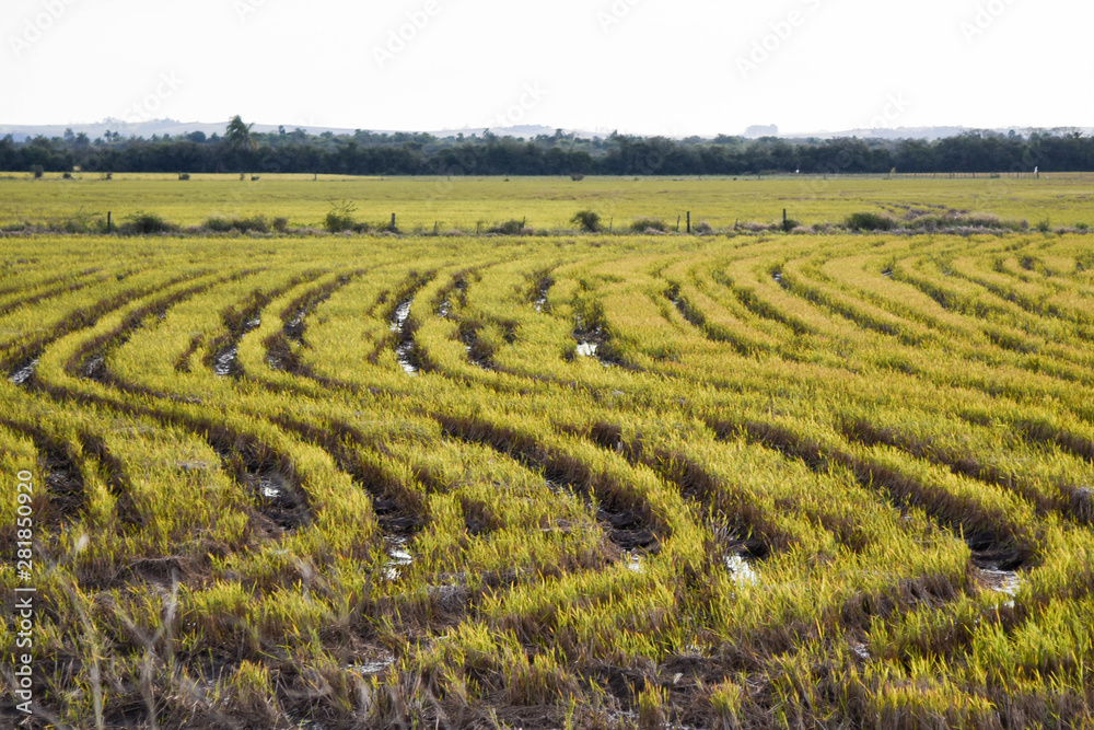 Rice plantation in irrigated area in southern Brazil 03.jpg
