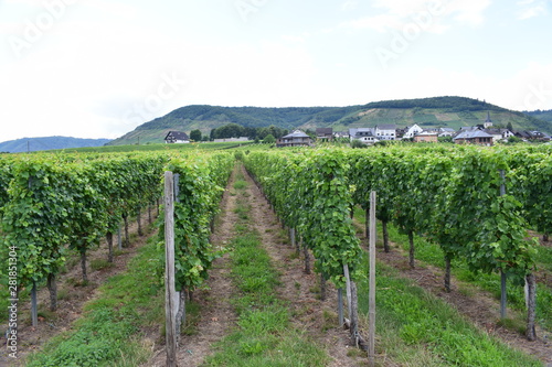 Weinberge bei Ellenz photo