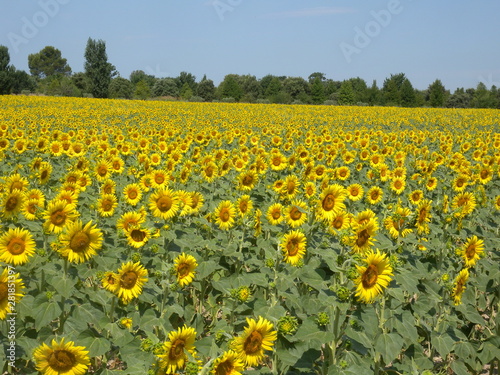 Sunflowers in the fields during summer , nature and agriculture at isle sur la surge Provence , France.