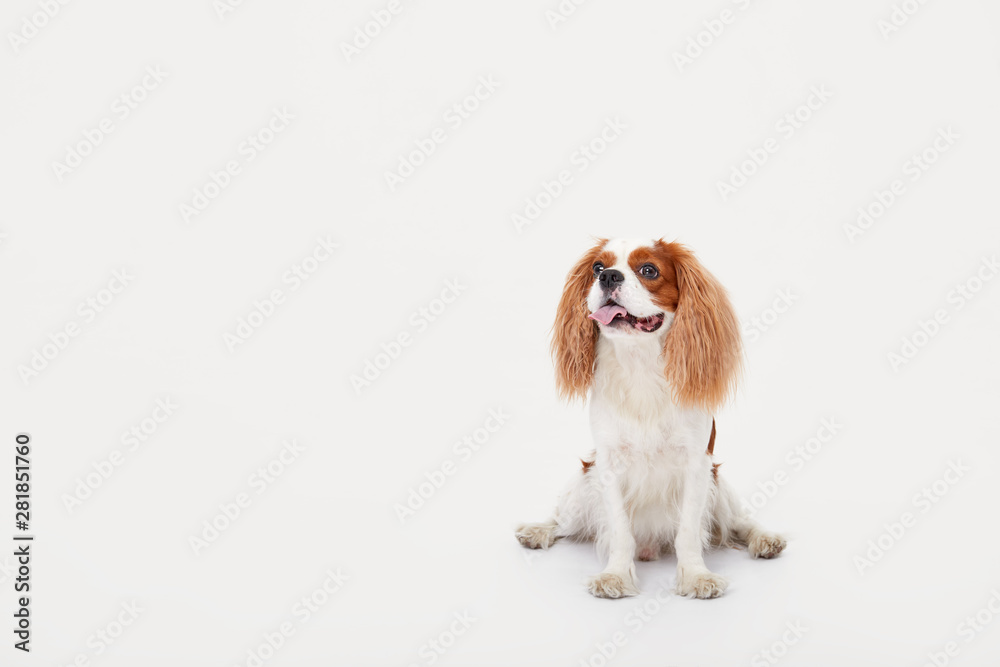 Smart dog. Cavalier king Charles spaniel dog iportrait isolated on white background. Education and training concept. Space for text