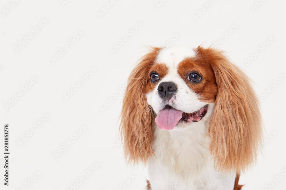 Smart dog. Cavalier king Charles spaniel dog iportrait isolated on white background. Education and training concept. Space for text