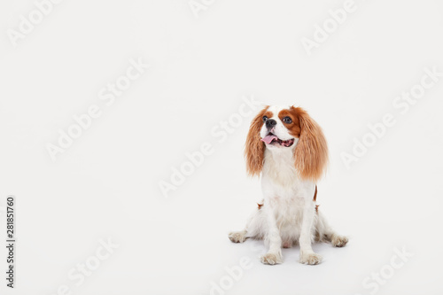 Smart dog. Cavalier king Charles spaniel dog iportrait isolated on white background. Education and training concept. Space for text © oes