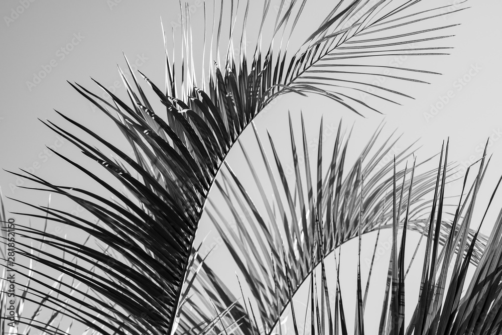 Obraz premium Palm trees