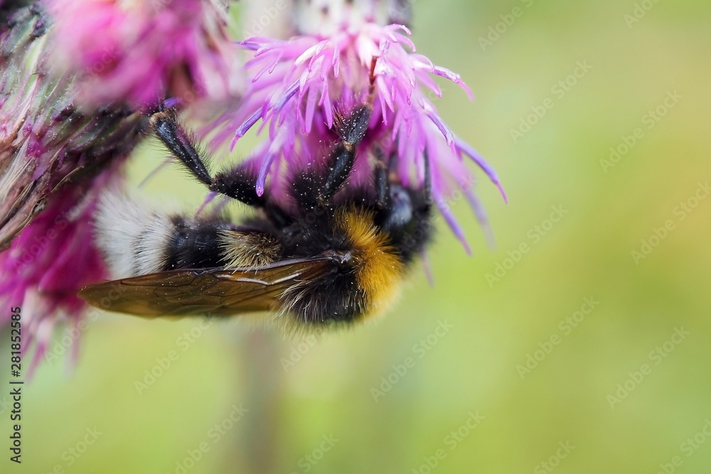 Bumblebee on flower macro. Wild flying insects in the natural environment of summer. Bumblebee on flower macro. Wild flying insects in the natural environment of summer.