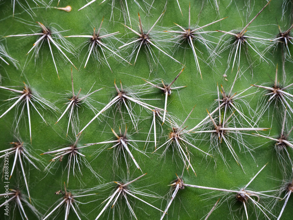 close up of cactus background textures close up of cactus background textures