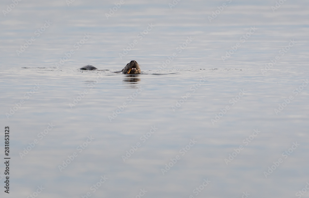 otter in the wild otter in the wild