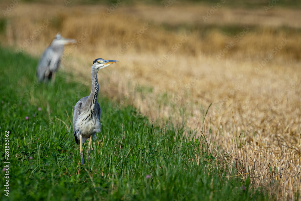 great blue heron
