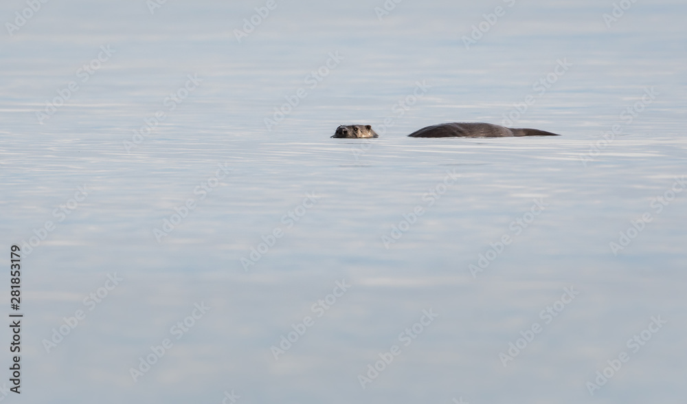 Fototapeta premium otter in the wild