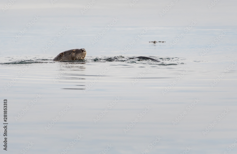 Fototapeta premium otter in the wild