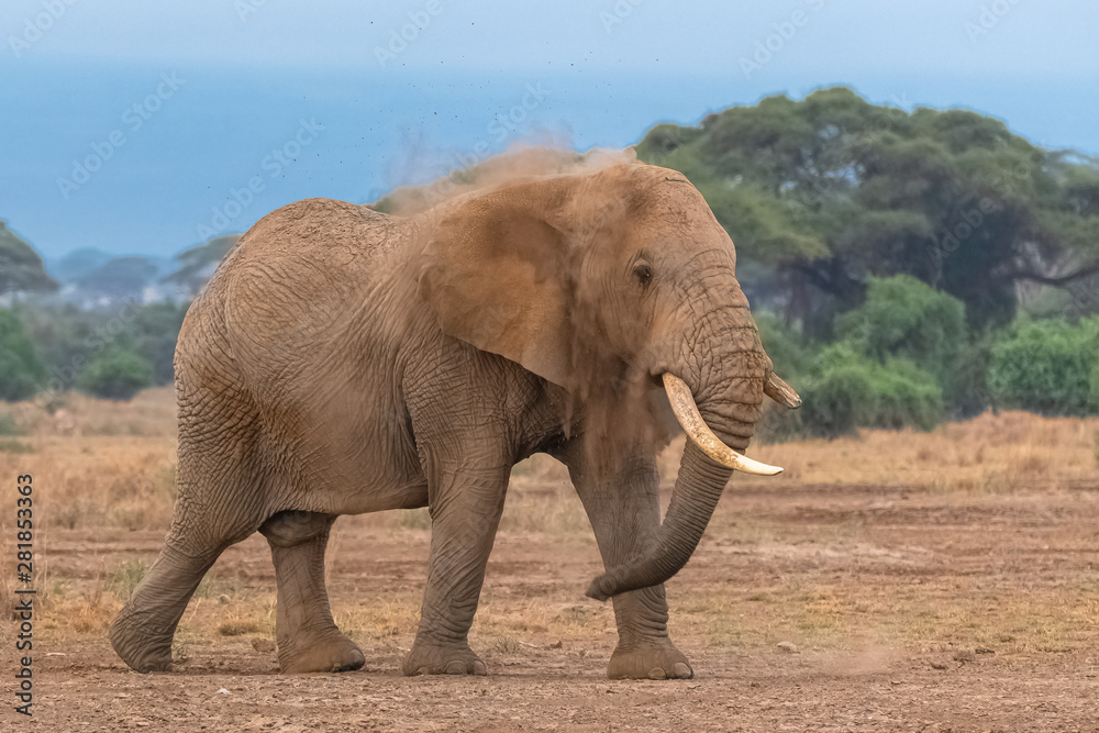 Obraz premium An elephant sprays dust to protect itself from the sun