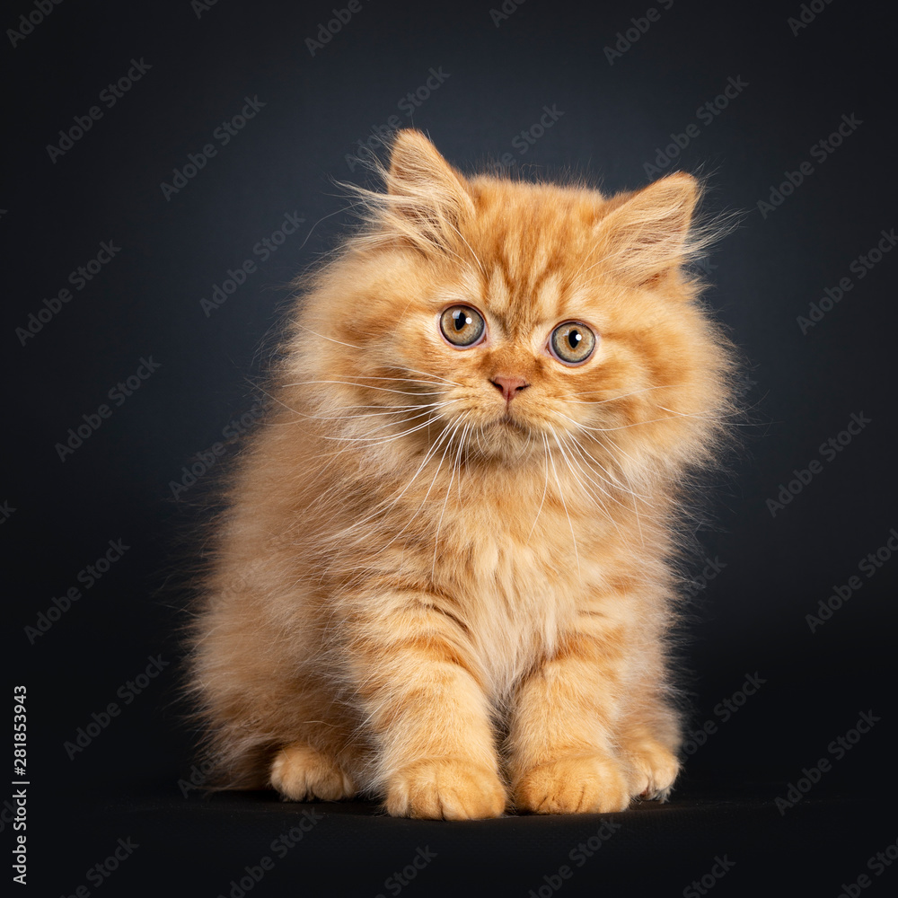 Fluffy red British Longhair cat kitten, sitting facing front. Looking curious at camera with orange eyes. Isolated on black background.