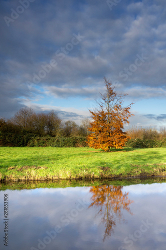 Autumn coloured tree