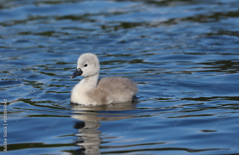 A beautiful baby mute swan cygnet (Cygnus olor) swimming on the water. Taken at my local park in Cardiff, South Wales, UK A beautiful baby mute swan cygnet (Cygnus olor) swimming on the water. Taken at my local park in Cardiff, South Wales, UK
