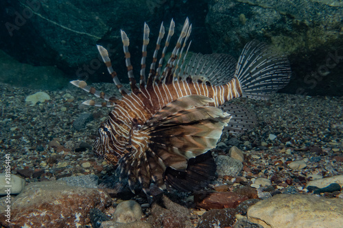 Lion fish in the Red Sea colorful fish, Eilat Israel © yeshaya