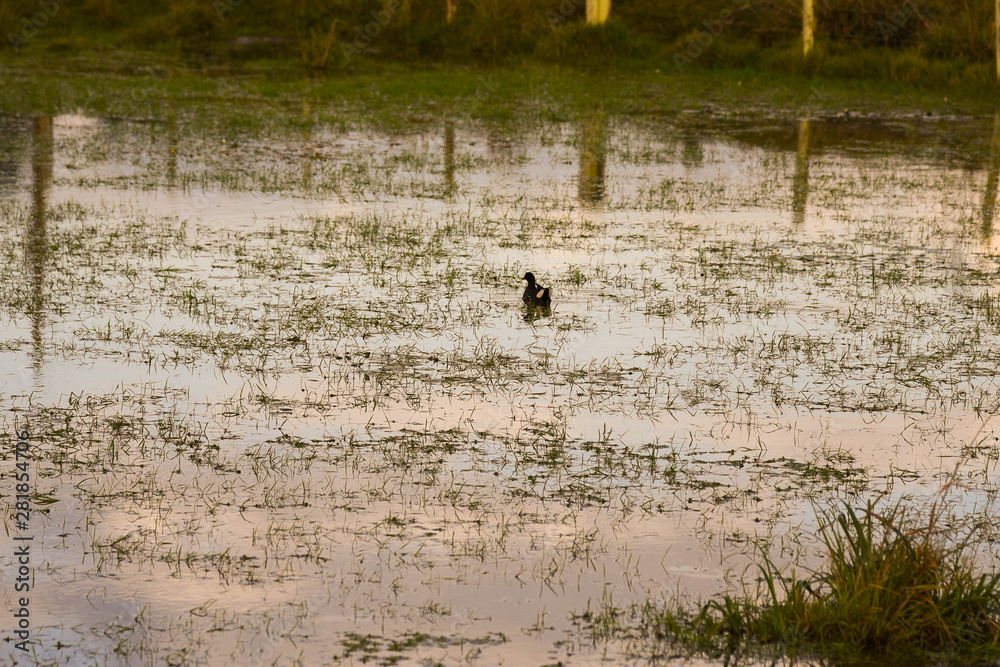 The Mirror of the pond at the end of the afternoon and the Mallard 02.jpg The Mirror of the pond at the end of the afternoon and the Mallard 02.jpg