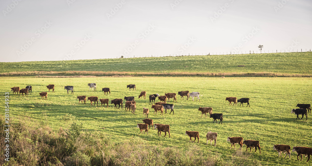 The pasture field and cattle herd 12.jpg
