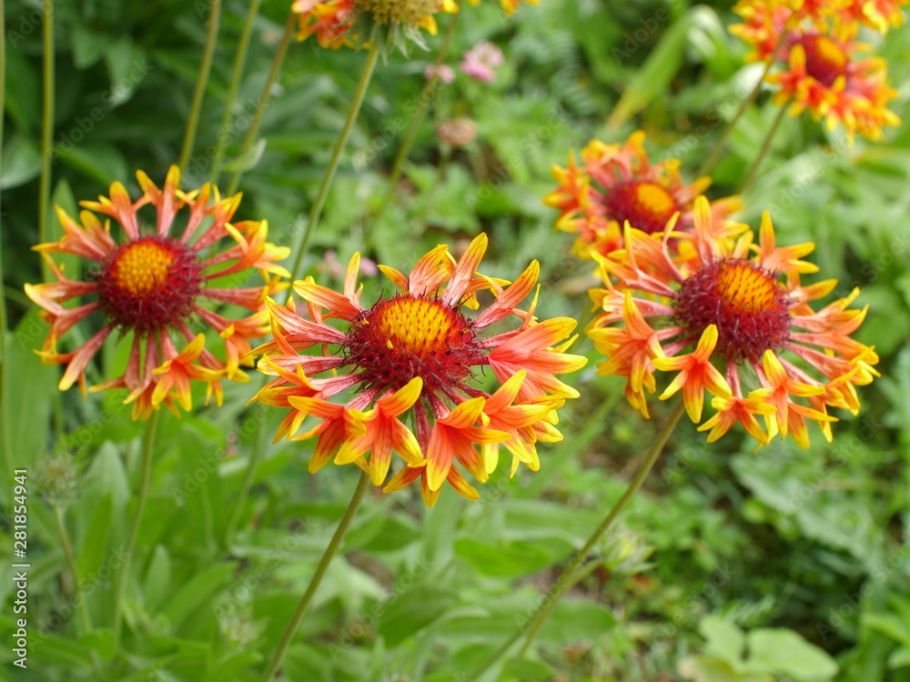 gaillardia pulchella red-yellow flower close up gaillardia pulchella red-yellow flower close up