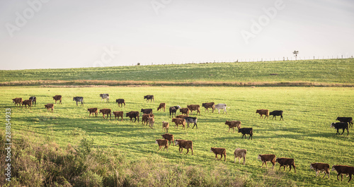 Fototapeta Naklejka Na Ścianę i Meble -  The pasture field and cattle herd 12.jpg