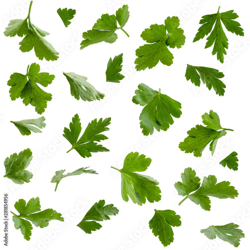 Set of parsley leaves