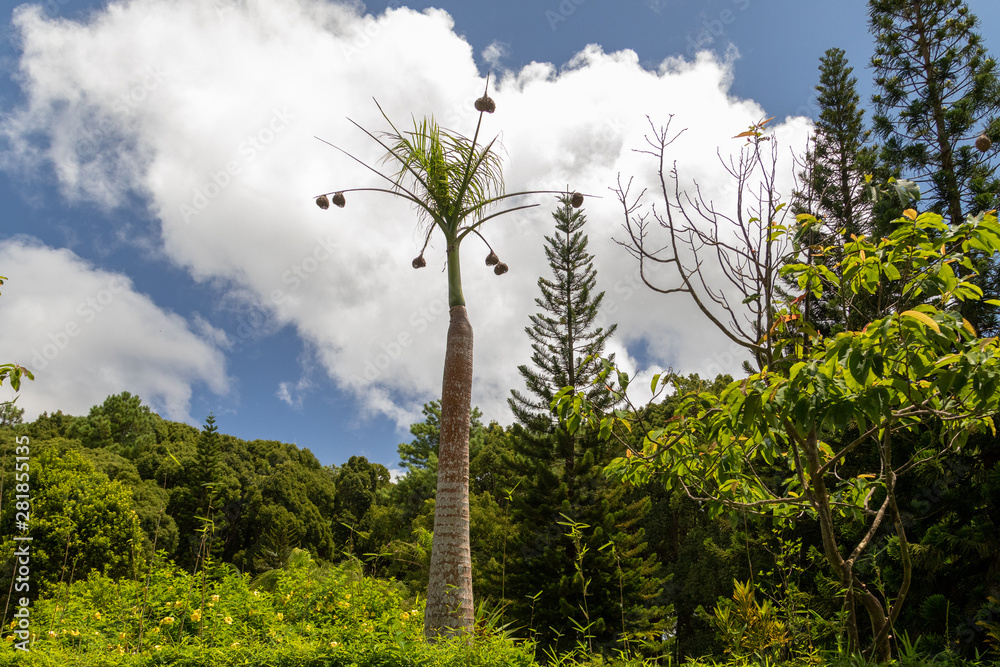 Fototapeta premium Palm tree with baya nests on Mauritius island, africa