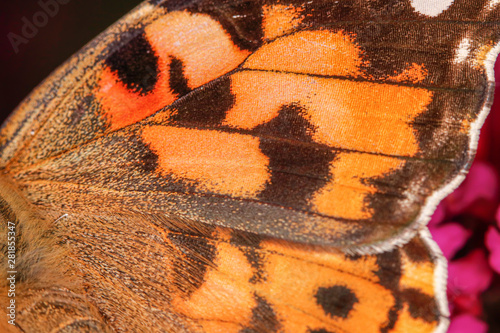 Canvas Print A close-up view on an orange butterfly wing, nice texture - macro shot