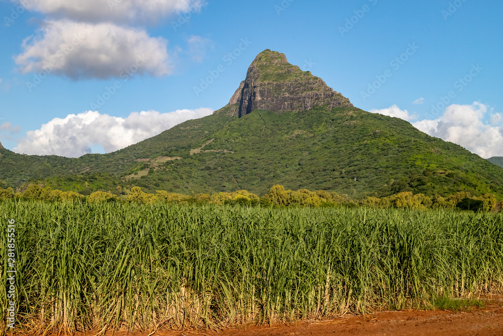 Sugar cane fields and mountain on Mauritius island, africa