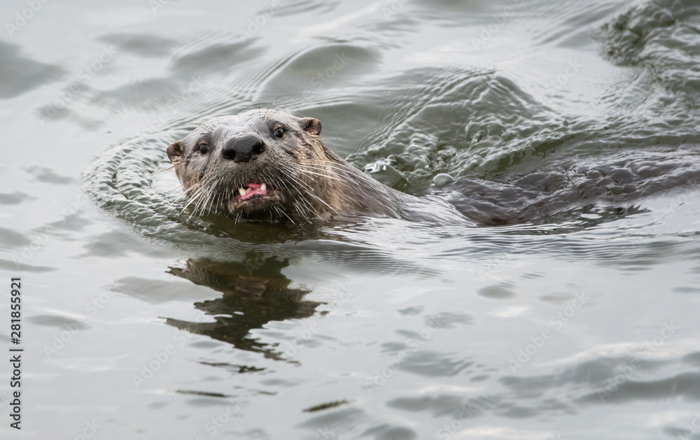 Fototapeta premium River otter in the wild